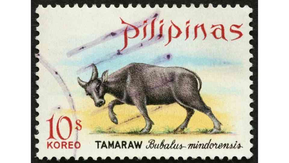 Tamaraw Filipina